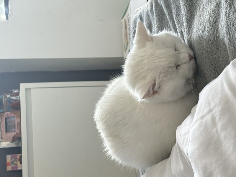 Blanca